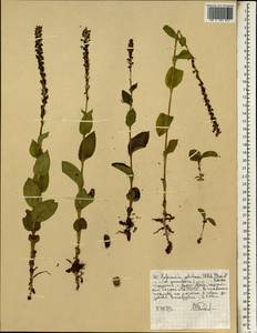 Habenaria petitiana (A.Rich.) T.Durand & Schinz, Africa (AFR) (Ethiopia)