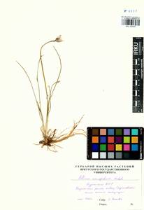 Allium anisopodium Ledeb., Siberia, Baikal & Transbaikal region (S4) (Russia)