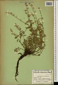 Nepeta racemosa subsp. racemosa, Caucasus, Armenia (K5) (Armenia)