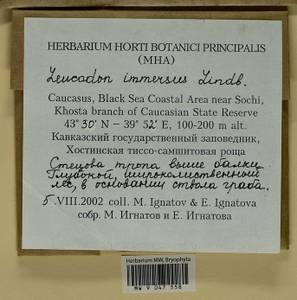 Leucodon immersus Lindb., Bryophytes, Bryophytes - North Caucasus & Ciscaucasia (B12) (Russia)