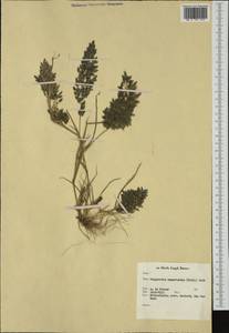 Eragrostis cilianensis (All.) Janch., Western Europe (EUR) (Netherlands)