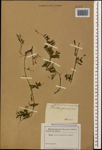 Vicia pannonica Crantz, Caucasus (no precise locality) (K0)