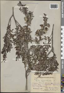 Salix myrtilloides L., Siberia, Russian Far East (S6) (Russia)