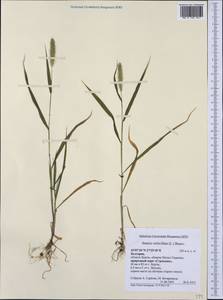 Setaria verticillata (L.) P.Beauv., Western Europe (EUR) (Bulgaria)