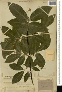 Euonymus leiophloeus Stev., Caucasus, Azerbaijan (K6) (Azerbaijan)