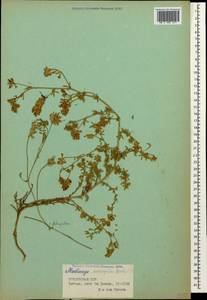 Medicago sativa subsp. varia (Martyn)Arcang., Caucasus, Georgia (K4) (Georgia)