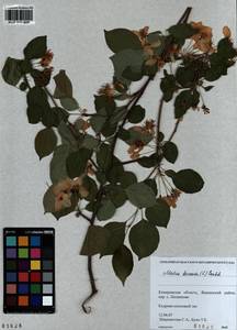 Malus baccata (L.) Borkh., Siberia, Altai & Sayany Mountains (S2) (Russia)