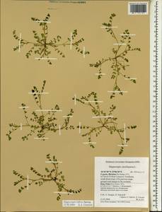 Hippocrepis biflora Spreng., South Asia, South Asia (Asia outside ex-Soviet states and Mongolia) (ASIA) (Cyprus)