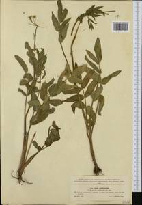 Sium latifolium L., Western Europe (EUR) (Czech Republic)