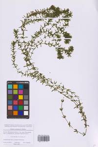 Elodea canadensis Michx., Eastern Europe, Moscow region (E4a) (Russia)