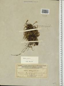 Sedum acre L., Eastern Europe, Volga-Kama region (E7) (Russia)