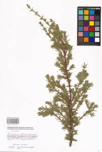 Juniperus communis var. saxatilis Pall., Eastern Europe, Moscow region (E4a) (Russia)