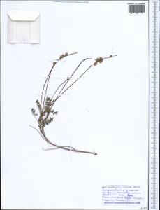 Onobrychis arenaria subsp. miniata (Steven)P.W.Ball, Caucasus, Black Sea Shore (from Novorossiysk to Adler) (K3) (Russia)