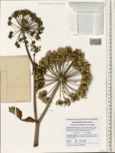Angelica archangelica subsp. litoralis (Fr.) Thell., Eastern Europe, Northern region (E1) (Russia)