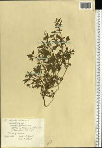 Atriplex tatarica L., Eastern Europe, Moscow region (E4a) (Russia)
