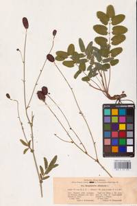 Sanguisorba officinalis L., Eastern Europe, Central forest-and-steppe region (E6) (Russia)