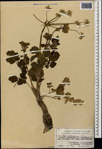 Heracleum pastinacifolium K.Koch, Caucasus, Armenia (K5) (Armenia)