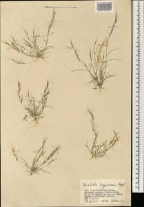 Aristida adscensionis L., Mongolia (MONG) (Mongolia)