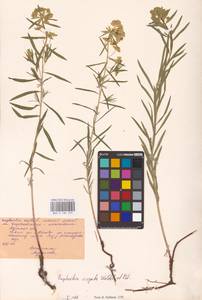 Euphorbia virgata Waldst. & Kit., Eastern Europe, Central region (E4) (Russia)