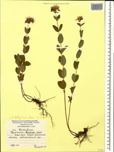 Hypericum bithynicum Boiss., Caucasus, South Ossetia (K4b) (South Ossetia)
