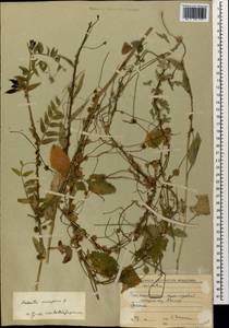 Cuscuta europaea L., Caucasus, South Ossetia (K4b) (South Ossetia)