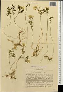 Cardamine bipinnata (C. A. Mey.) O. E. Schulz, Caucasus, North Ossetia, Ingushetia & Chechnya (K1c) (Russia)