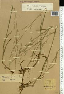 Glyceria notata Chevall., Eastern Europe, North-Western region (E2) (Russia)