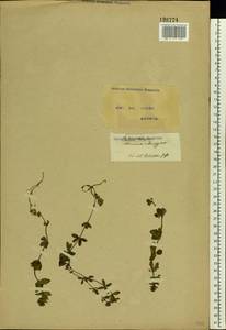 Cruciata glabra (L.) Opiz, Eastern Europe, North Ukrainian region (E11) (Ukraine)