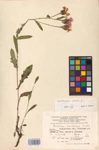Centaurea jacea L., Eastern Europe, West Ukrainian region (E13) (Ukraine)