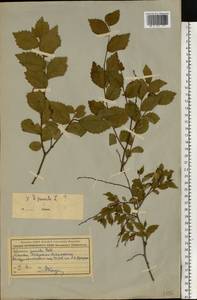 Ulmus, Eastern Europe, Moscow region (E4a) (Russia)