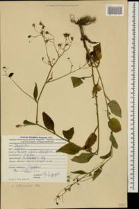 Lapsana communis subsp. intermedia (M. Bieb.) Hayek, Caucasus, Georgia (K4) (Georgia)