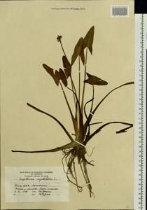 Sagittaria sagittifolia L., Eastern Europe, Moscow region (E4a) (Russia)