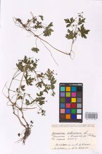 Geranium sibiricum L., Eastern Europe, South Ukrainian region (E12) (Ukraine)