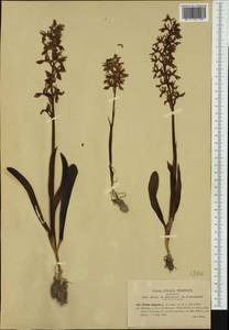 Orchis mascula (L.) L., Western Europe (EUR) (Italy)