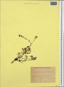 Minuartia hirsuta subsp. oreina Mattf., Caucasus, Krasnodar Krai & Adygea (K1a) (Russia)