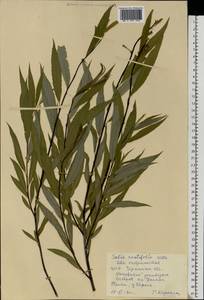 Salix acutifolia Willd., Eastern Europe, South Ukrainian region (E12) (Ukraine)