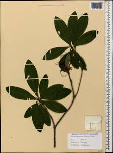 Rhododendron luteum Sweet, Caucasus, Stavropol Krai, Karachay-Cherkessia & Kabardino-Balkaria (K1b) (Russia)