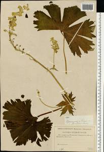 Aconitum lycoctonum subsp. lasiostomum (Rchb.) Warncke, Eastern Europe, Western region (E3) (Russia)