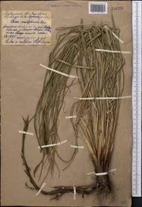 Carex acutiformis Ehrh., Middle Asia, Northern & Central Kazakhstan (M10) (Kazakhstan)
