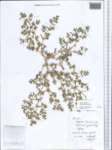 Tetraena simplex (L.) Beier & Thulin, Africa (AFR) (Egypt)