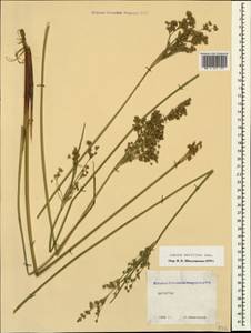 Juncus maritimus Lam., Caucasus, Dagestan (K2) (Russia)