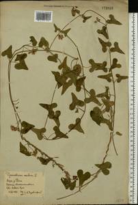 Cynanchum acutum L., Eastern Europe, Rostov Oblast (E12a) (Russia)