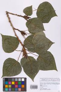 Populus deltoides × moscoviensis, Eastern Europe, Moscow region (E4a) (Russia)