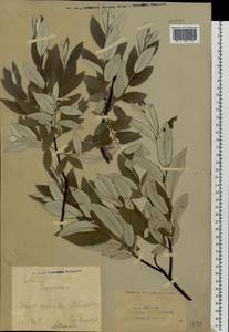 Salix lapponum L., Eastern Europe, Eastern region (E10) (Russia)