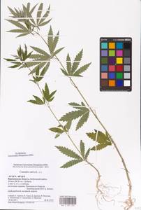 Cannabis sativa L., Eastern Europe, Central forest-and-steppe region (E6) (Russia)