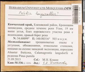 Pohlia longicolla (Hedw.) Lindb., Bryophytes, Bryophytes - Chukotka & Kamchatka (B21) (Russia)