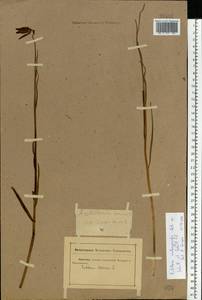 Fritillaria meleagroides Patrin ex Schult. & Schult.f., Eastern Europe, Rostov Oblast (E12a) (Russia)