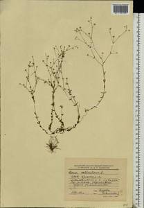 Linum catharticum L., Eastern Europe, Belarus (E3a) (Belarus)