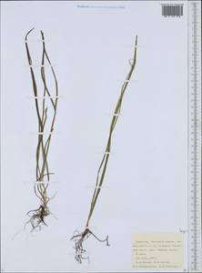 Sparganium, Eastern Europe, Northern region (E1) (Russia)