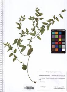 Scutellaria galericulata L., Eastern Europe, Middle Volga region (E8) (Russia)